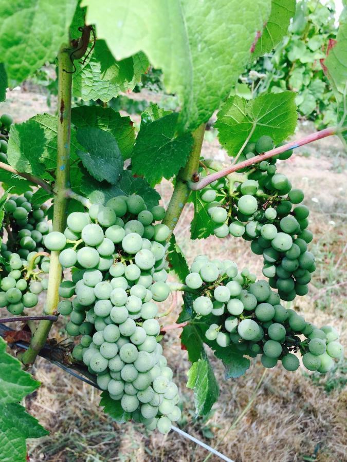 ホテルシャトー ル バルー Chemilly-sur-Yonne エクステリア 写真